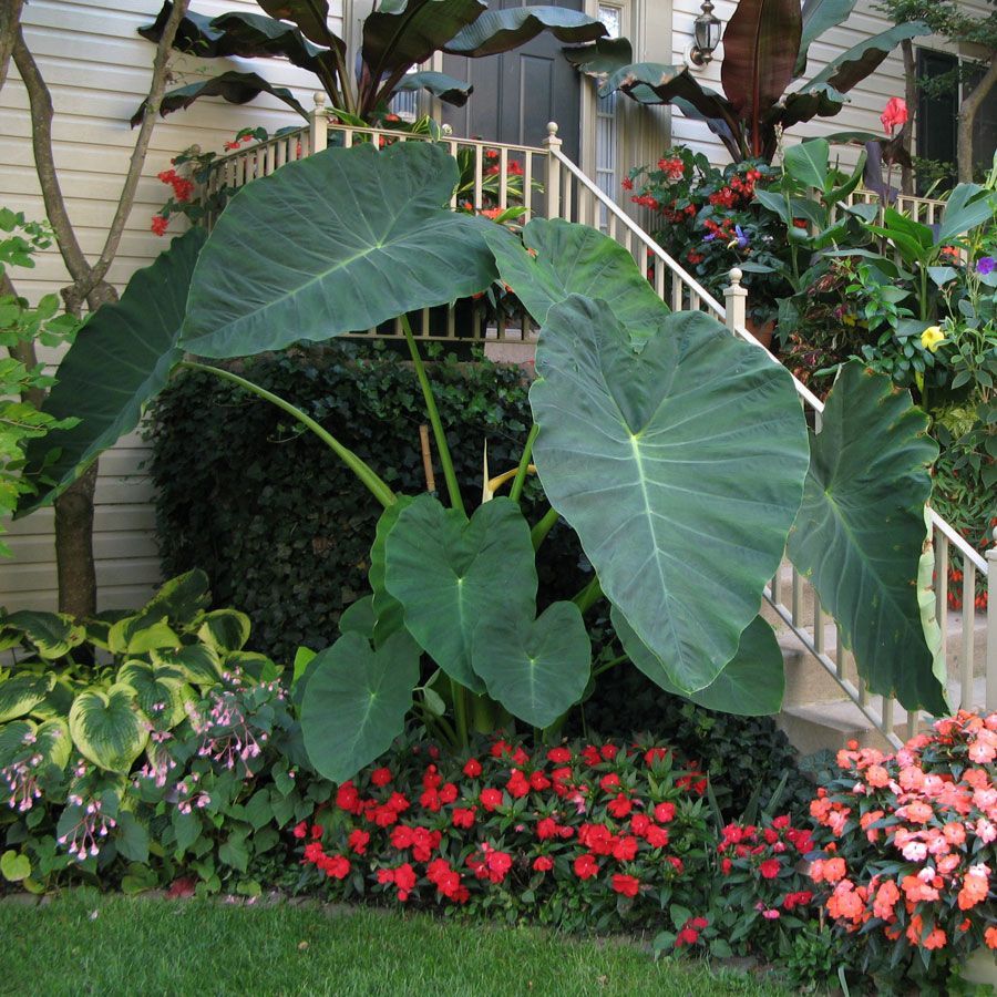 Take Care of Lush Green Elephant Ear Plants