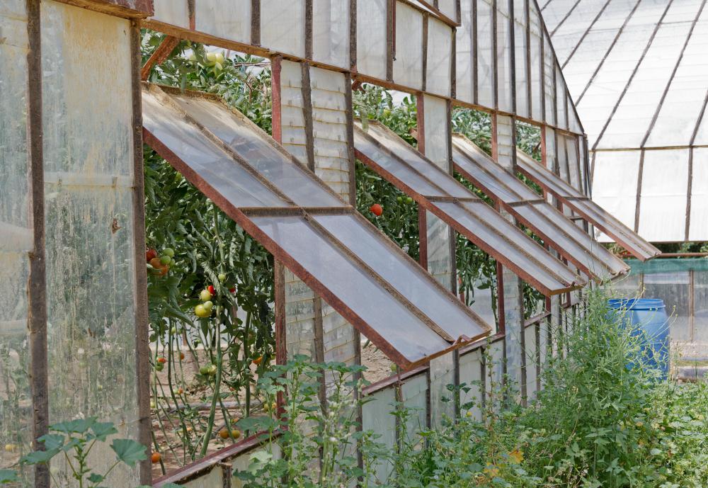 Greenhouse Windows