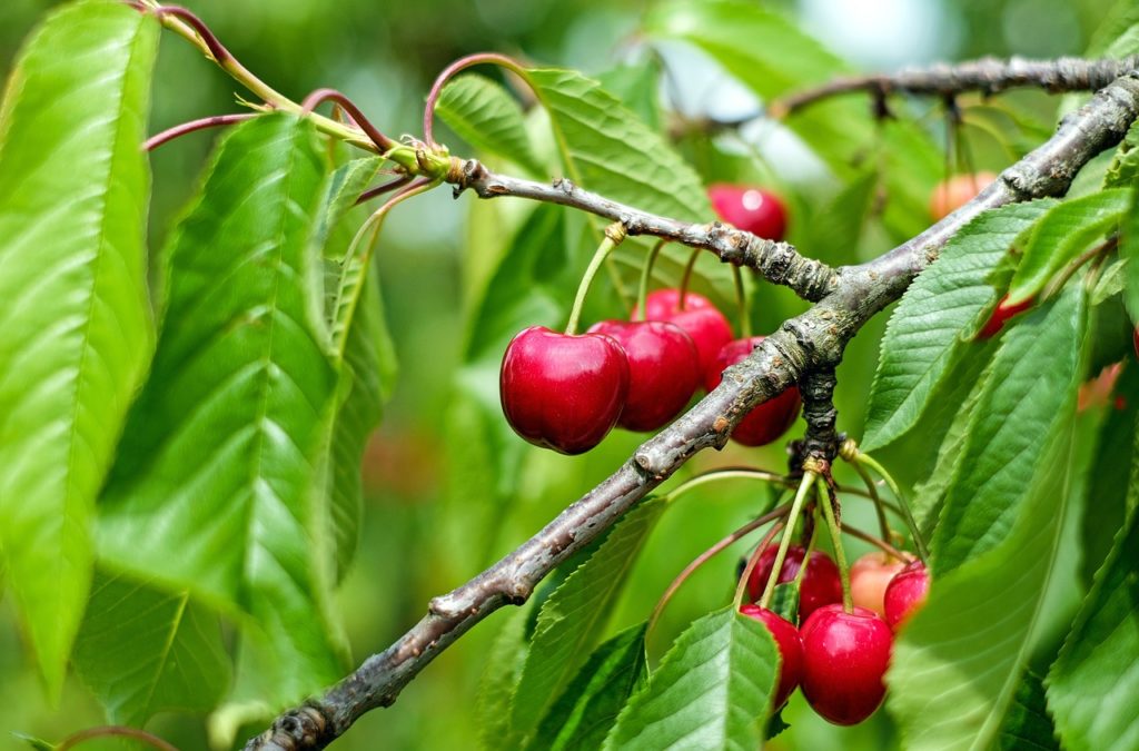  japanese traditional plants