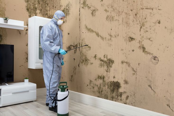 mold in your home 