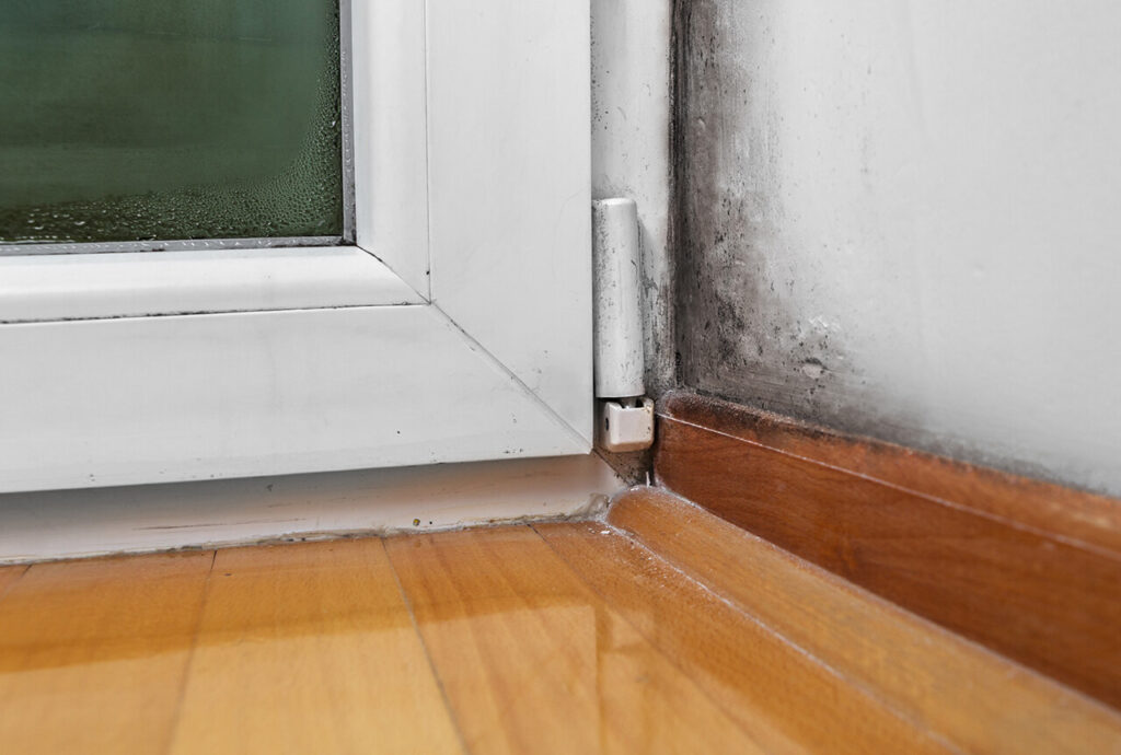 mold in your home 