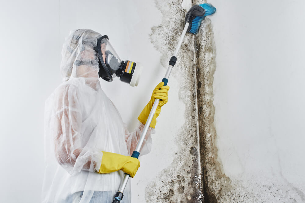 Mold Extraction in Homes 