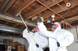 Mold Extraction in Homes