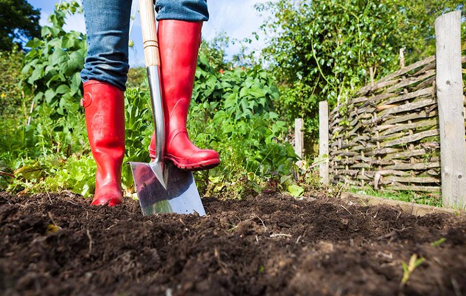 Start Your First Garden 