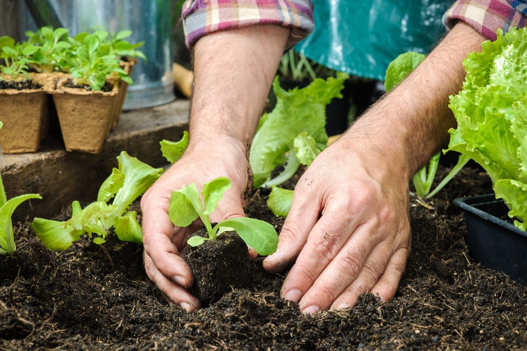 Start Your First Garden 