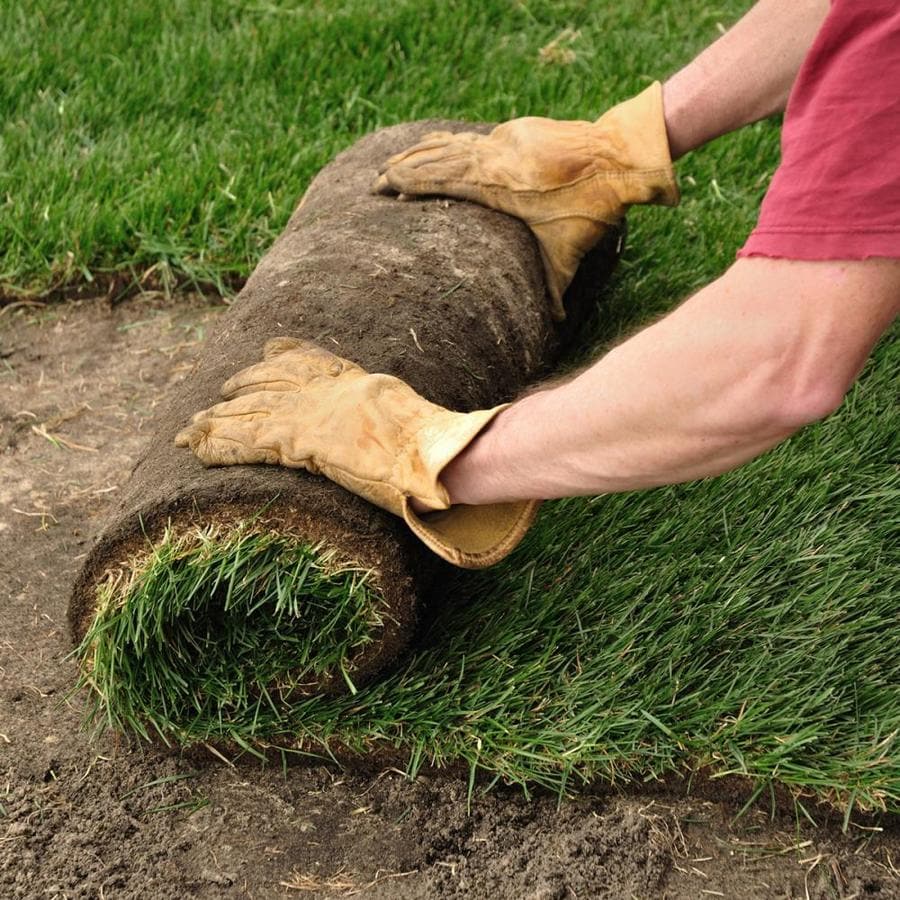 Bermuda Grass Sod VS Seed 