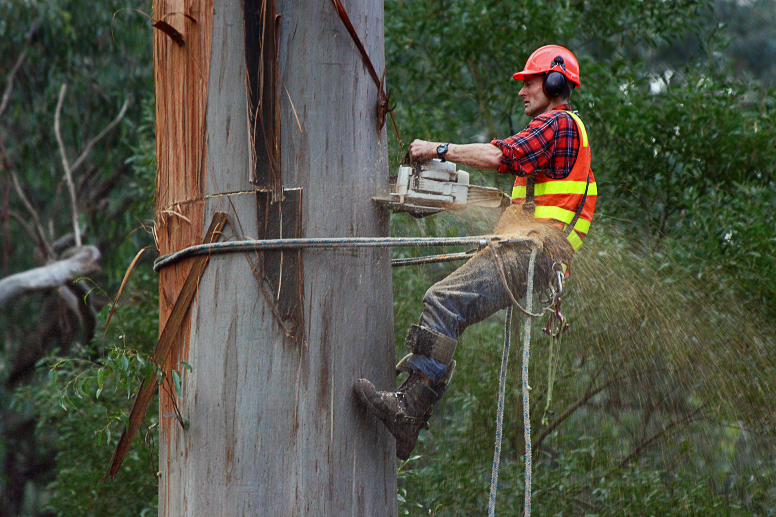 Why You Should Only Trust Professional Arborists for Your Tree Services