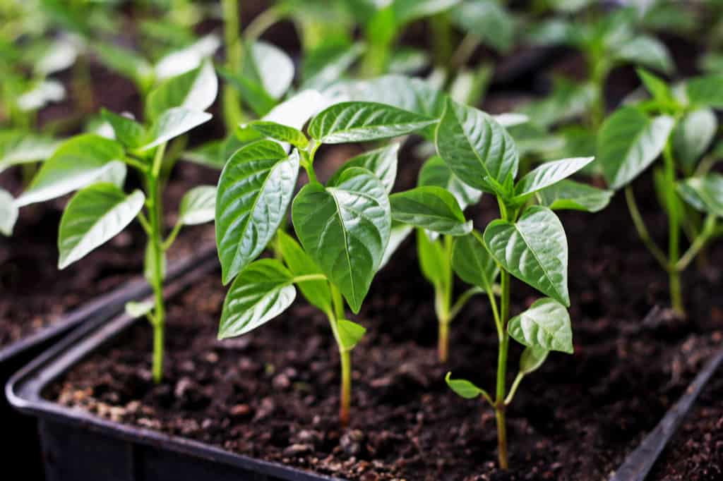 Soil for Pepper Plants 