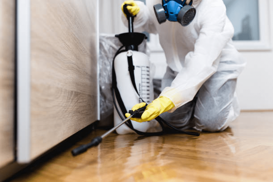 Hire a Professional Pest Control Service 4