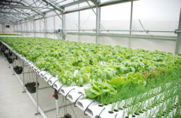 What is a Hydroponic System