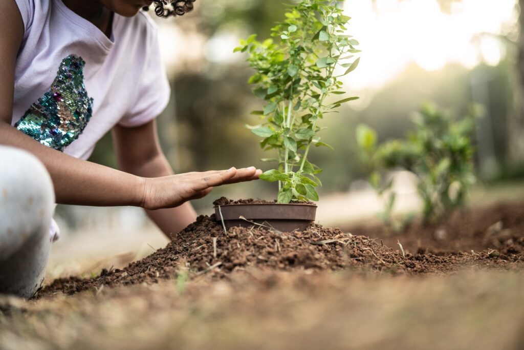 Plant Trees in Your Garden 