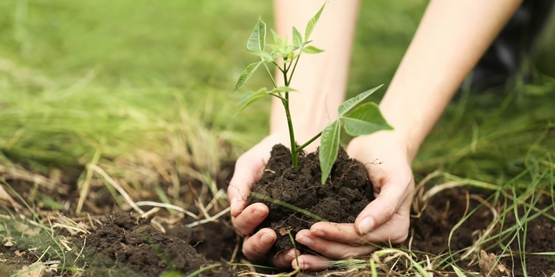 Plant Trees in Your Garden 