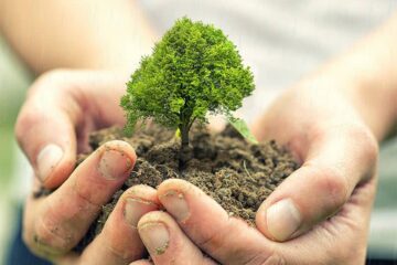 Plant Trees in Your Garden