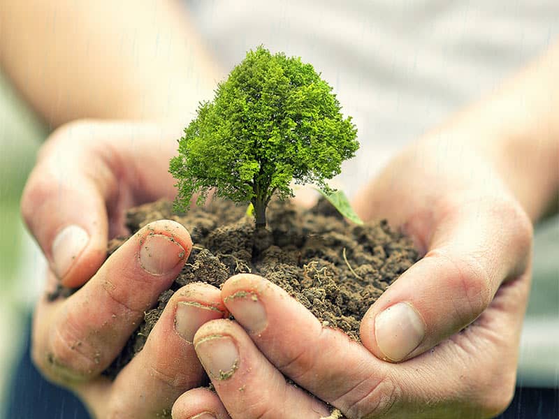 Plant Trees in Your Garden 