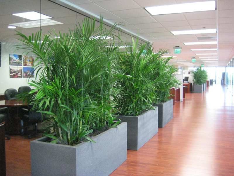 Indoor Plants Elevate Office Design 