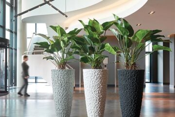 Indoor Plants Elevate Office Design