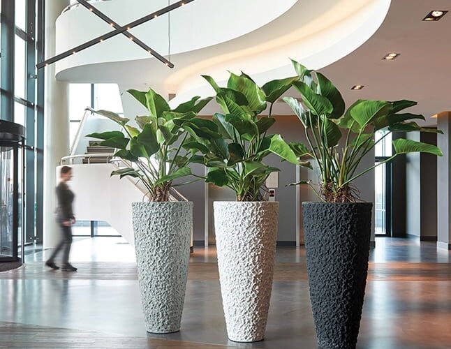 Indoor Plants Elevate Office Design