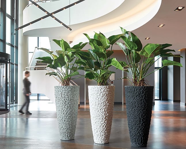 Indoor Plants Elevate Office Design