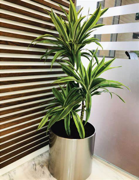 Indoor and Outdoor Plants 