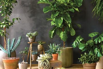 Indoor and Outdoor Plants