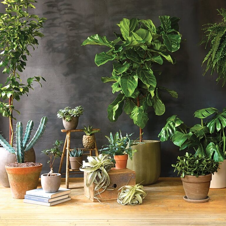 Indoor and Outdoor Plants: The Art of Balancing Architecture Designs ...