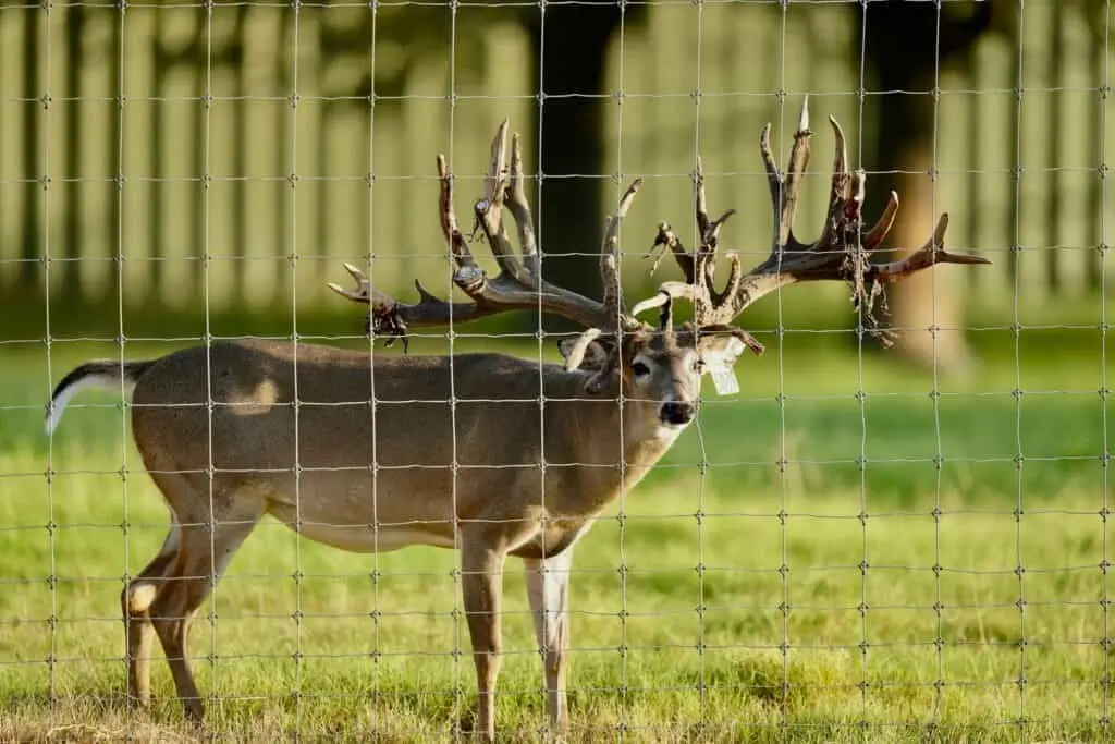 Deer Fencing 