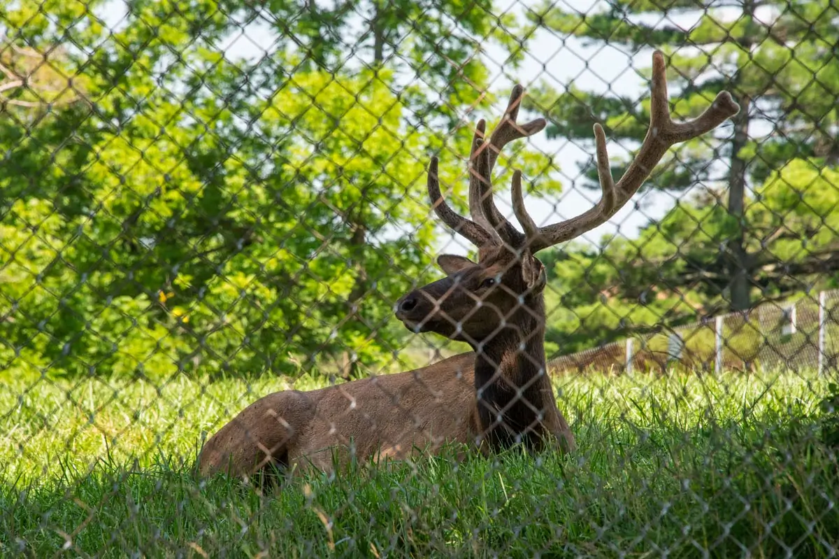Deer Fencing 