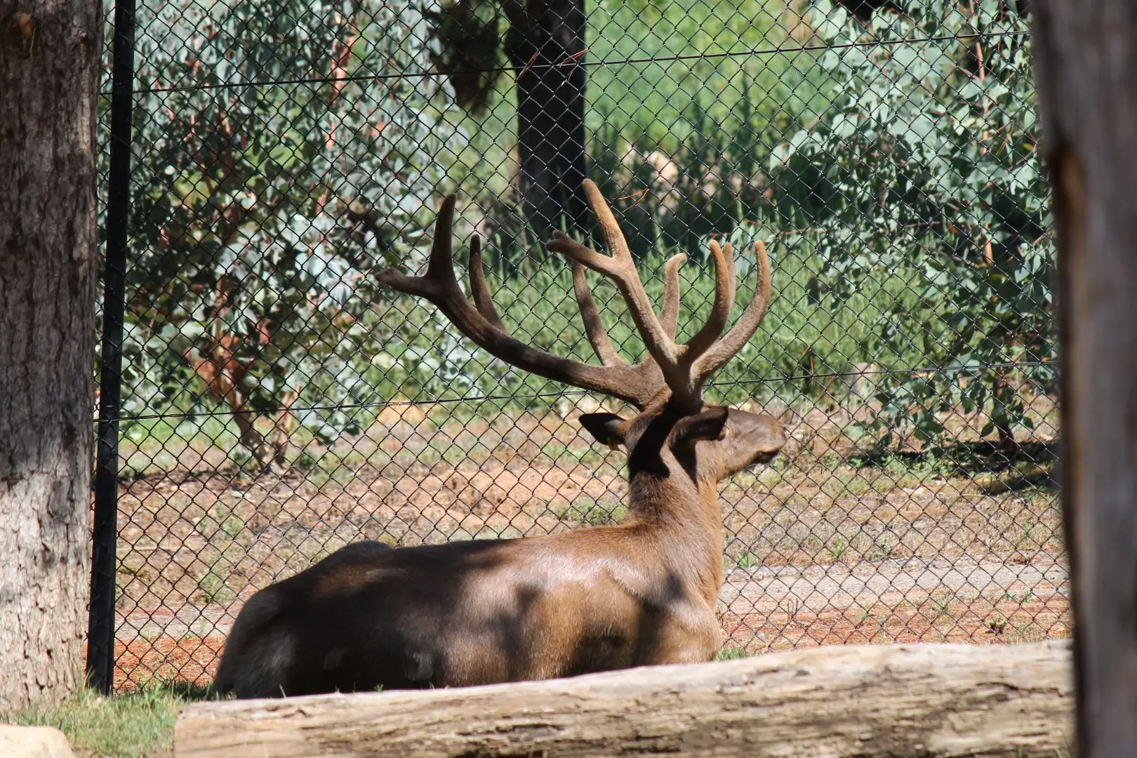 Deer Fencing