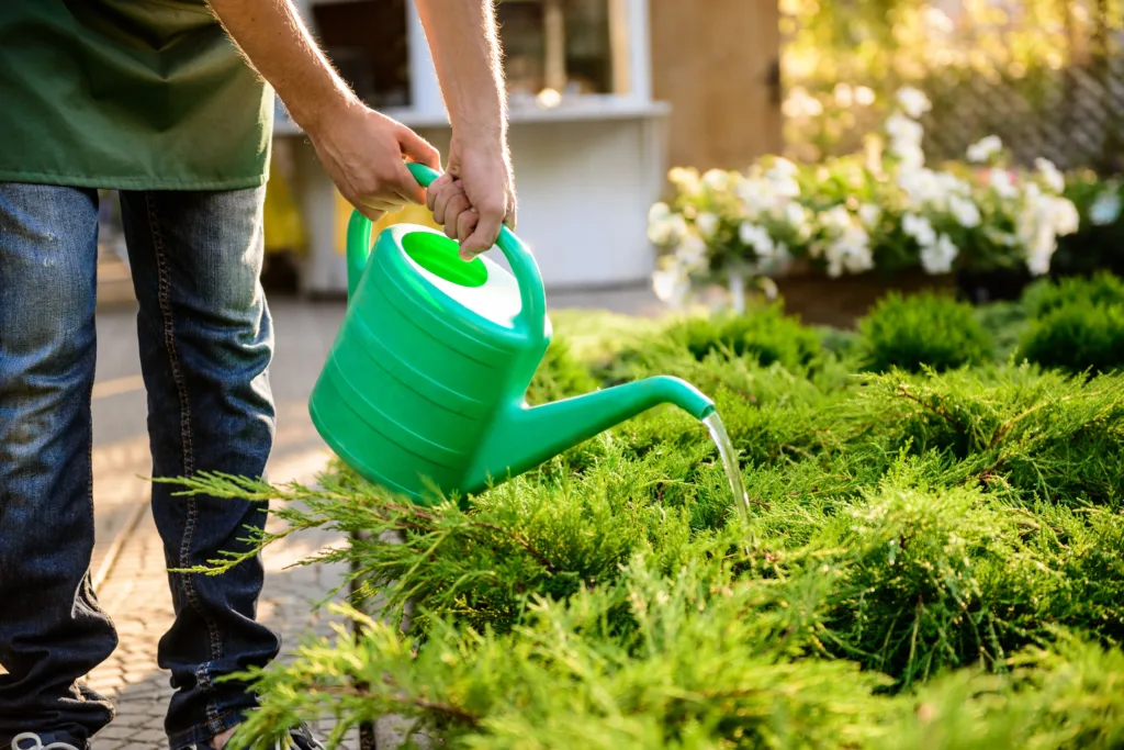 Water  Lawn Every Day